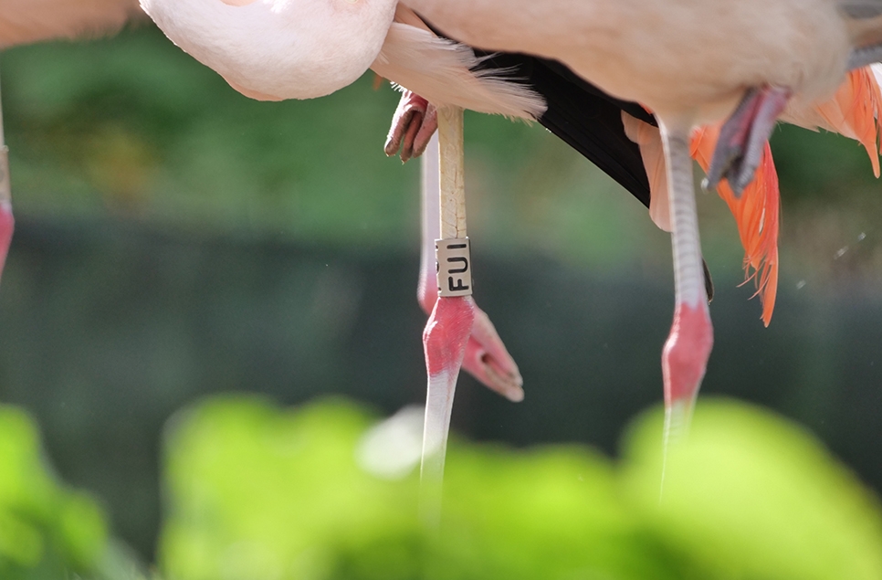 Who’s who - a guide to our Chilean flamingos