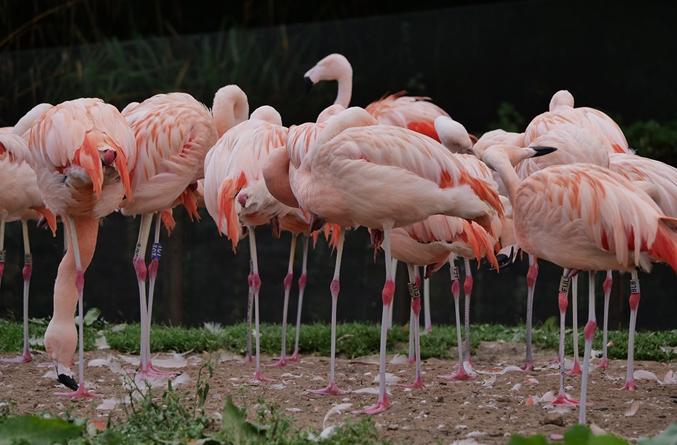 Flamingos with leg rings - Ian H 966x635.jpg