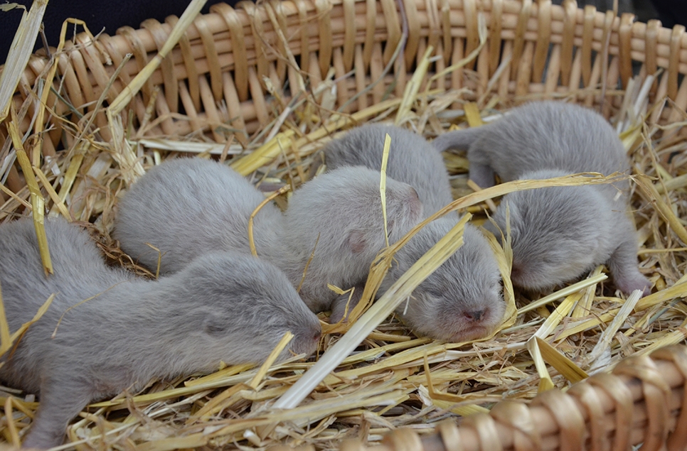 2016 otter cubs - Ian H.jpg