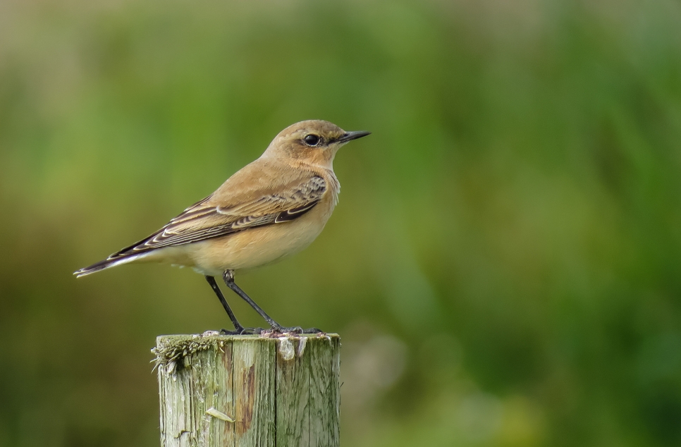 Recent Wildlife Sightings 28th September - 4th October